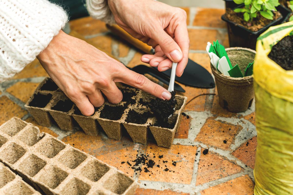 Should I use Jiffy Pots | The Seed Collection